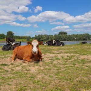 Actualisatie AEURIUS Calculator en Monitor